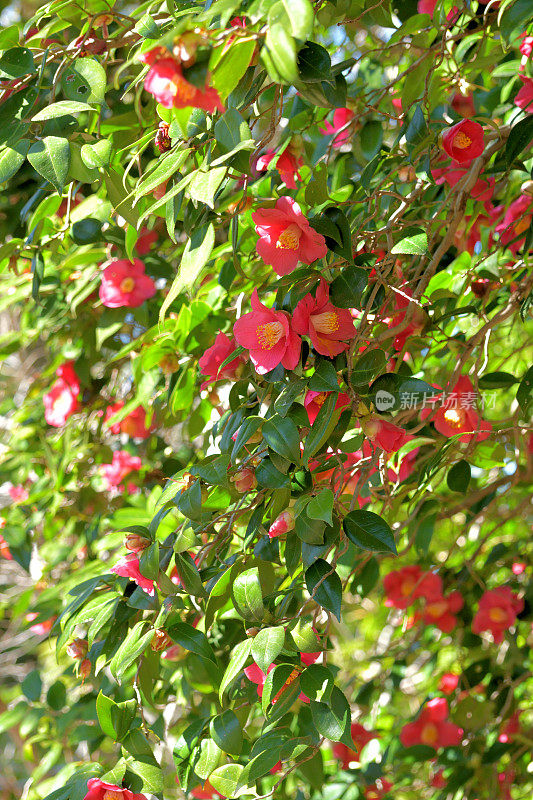 茶花/日本茶花